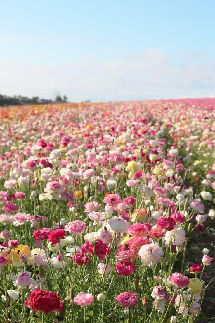 Whispering Meadows: A Tranquil Floral Harmony